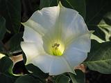 Datura metel_1 